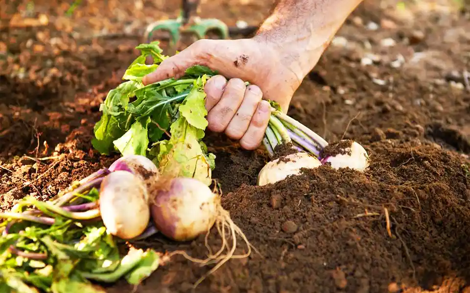 Why should you eat turnips?