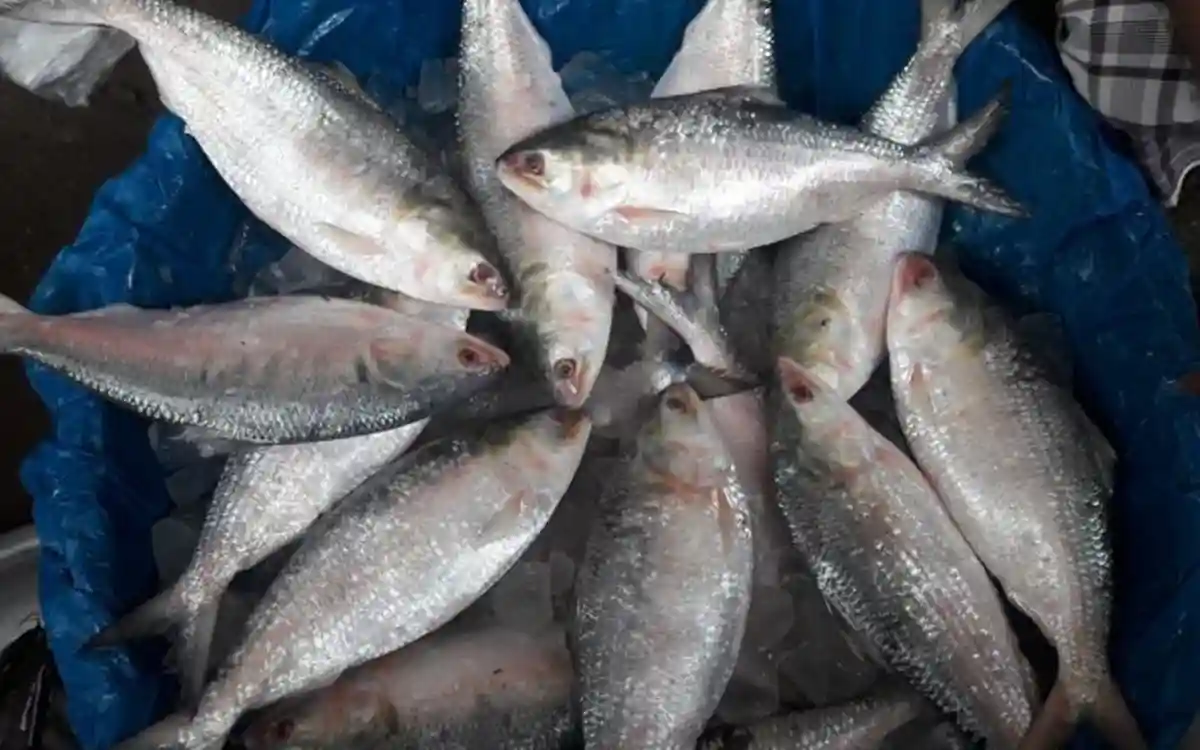 আসন্ন দুর্গাপূজা উপলক্ষ্যে ভারতে ৩৯৫০ টন ইলিশ রপ্তানির অনুমতি