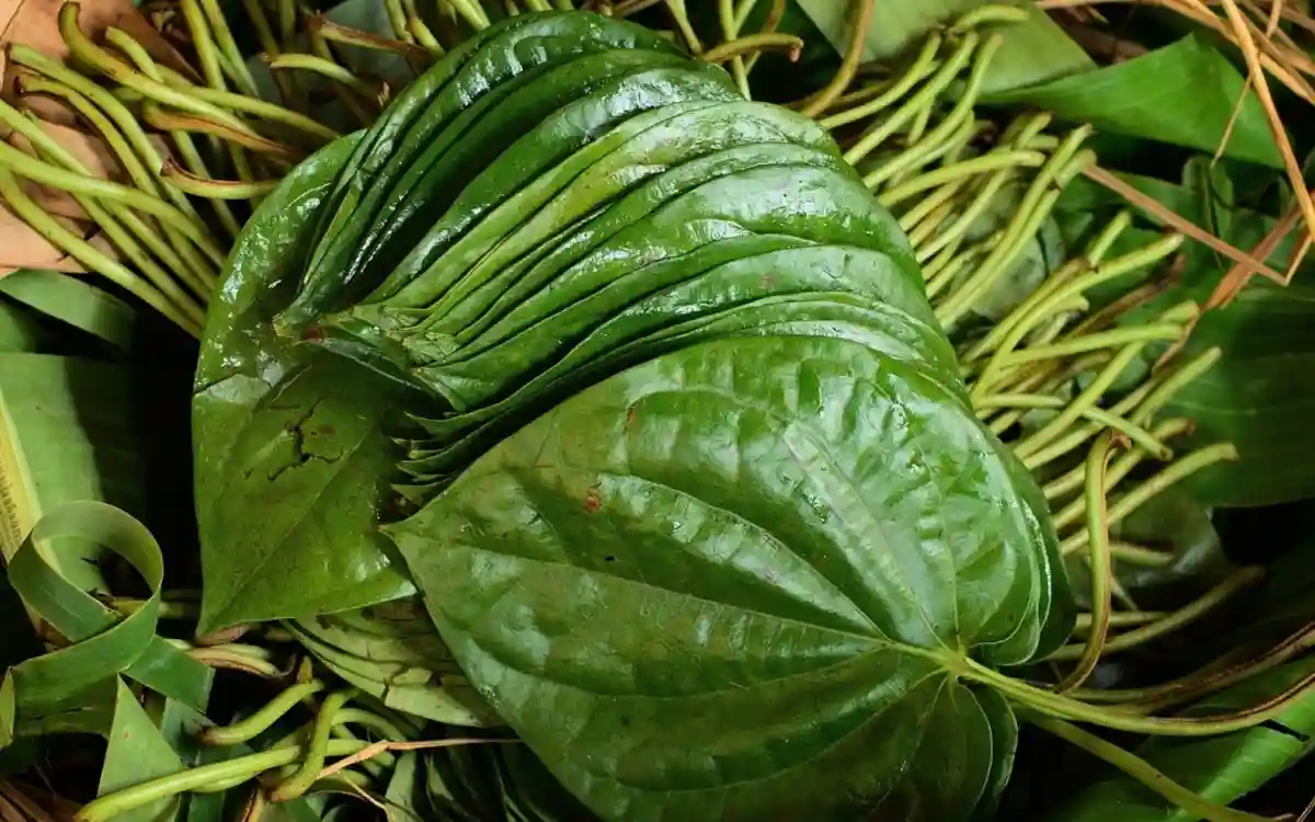 পানের দাগ দূর করে ঝকঝকে দাঁত পেতে চান? এই উপায়গুলো কাজে লাগান