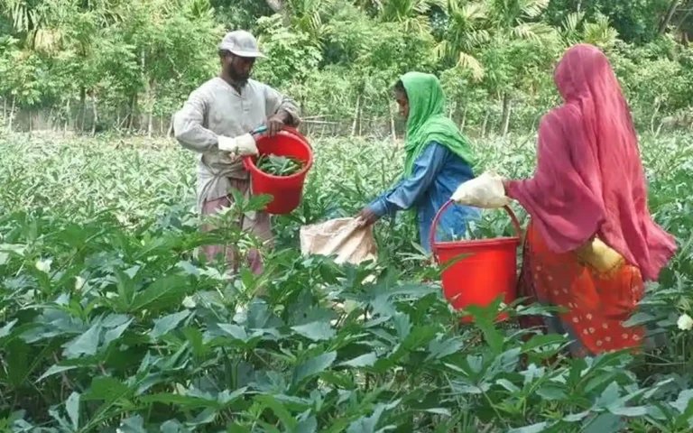 কুমিল্লার বুড়িচংয়ে জৈব বালাইনাশক তৈরি ও নিরাপদ সবজি উৎপাদনের উদ্যোগ
