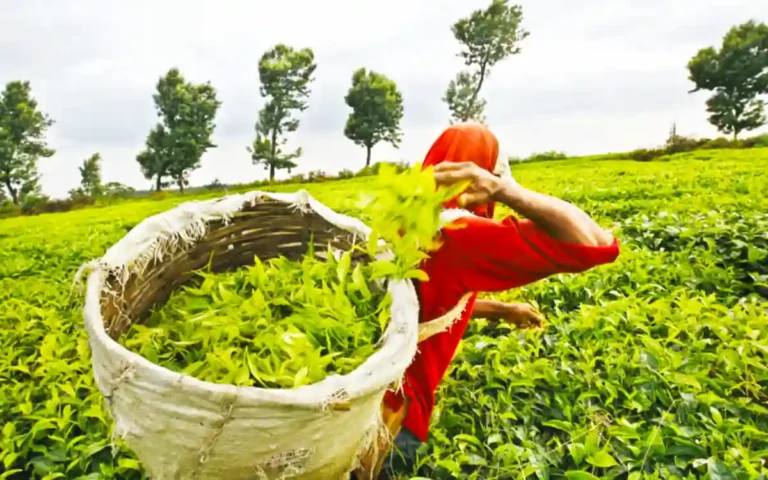 Bangladesh marks a new record in tea production
