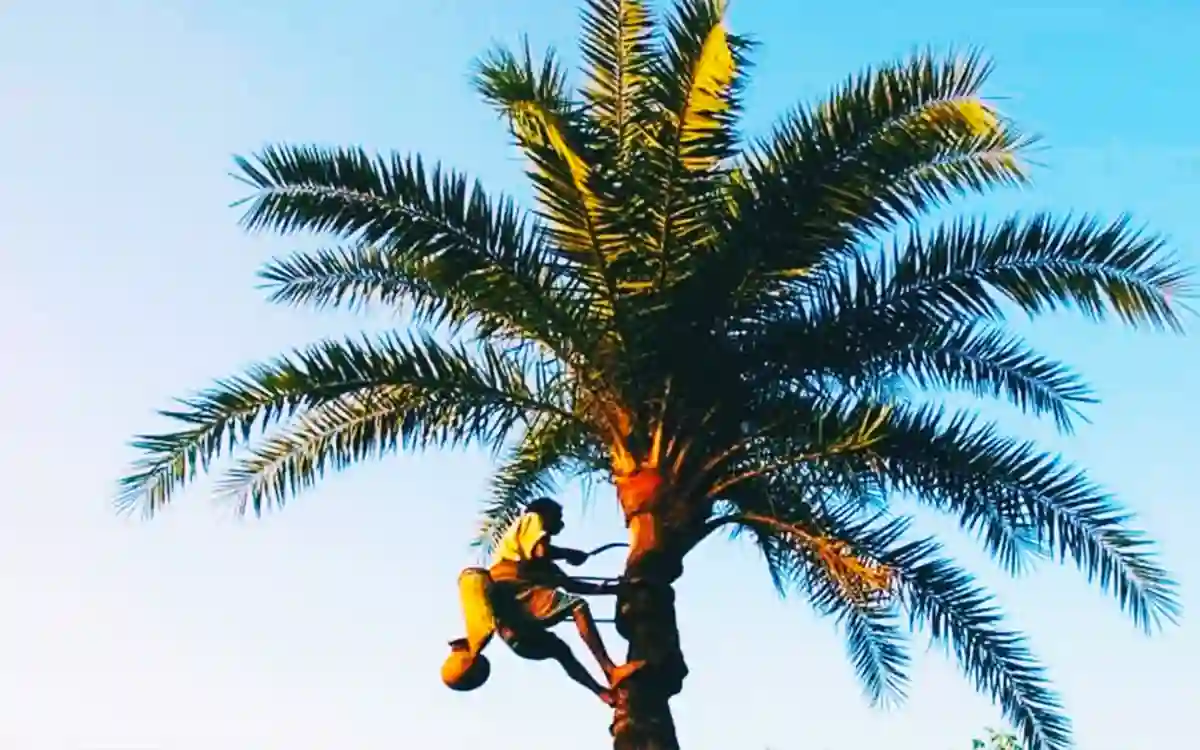 Busy plantations in Cumilla to extract palm juice