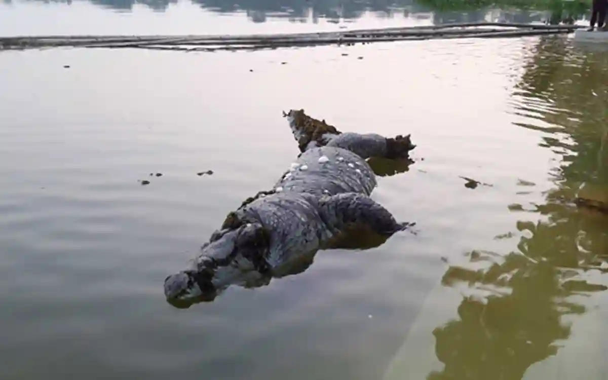 বাগেরহাটে খান জাহান আলীর(রহ.) মাজারের কুমিরের মৃত্যু
