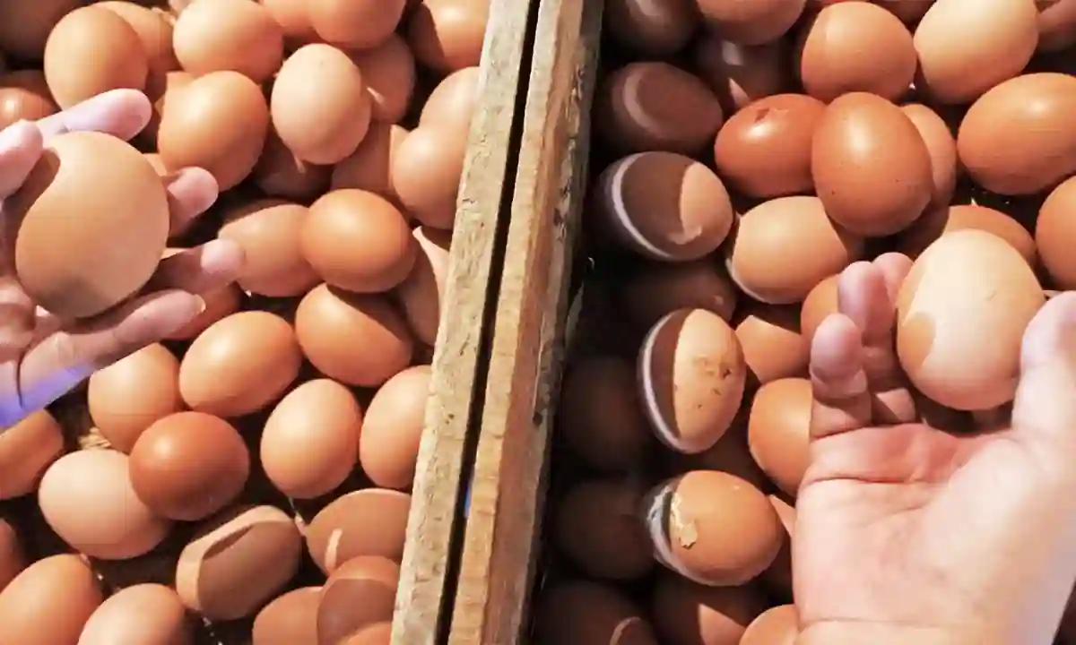 20 eggs for 164 taka in China, 13 in Bangladesh