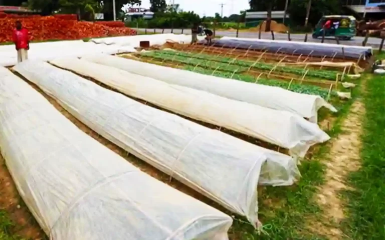 Farmers tend to grow crops in polynet houses in Cumilla