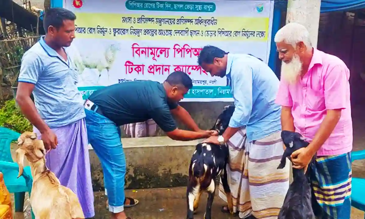 Free vaccination for PPR eradication and rabies control in Niamatpur