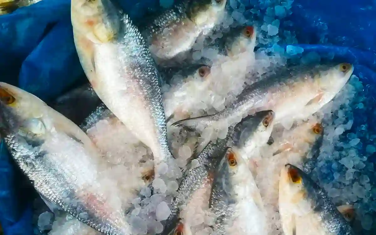 Hilsa (ilish) Fish