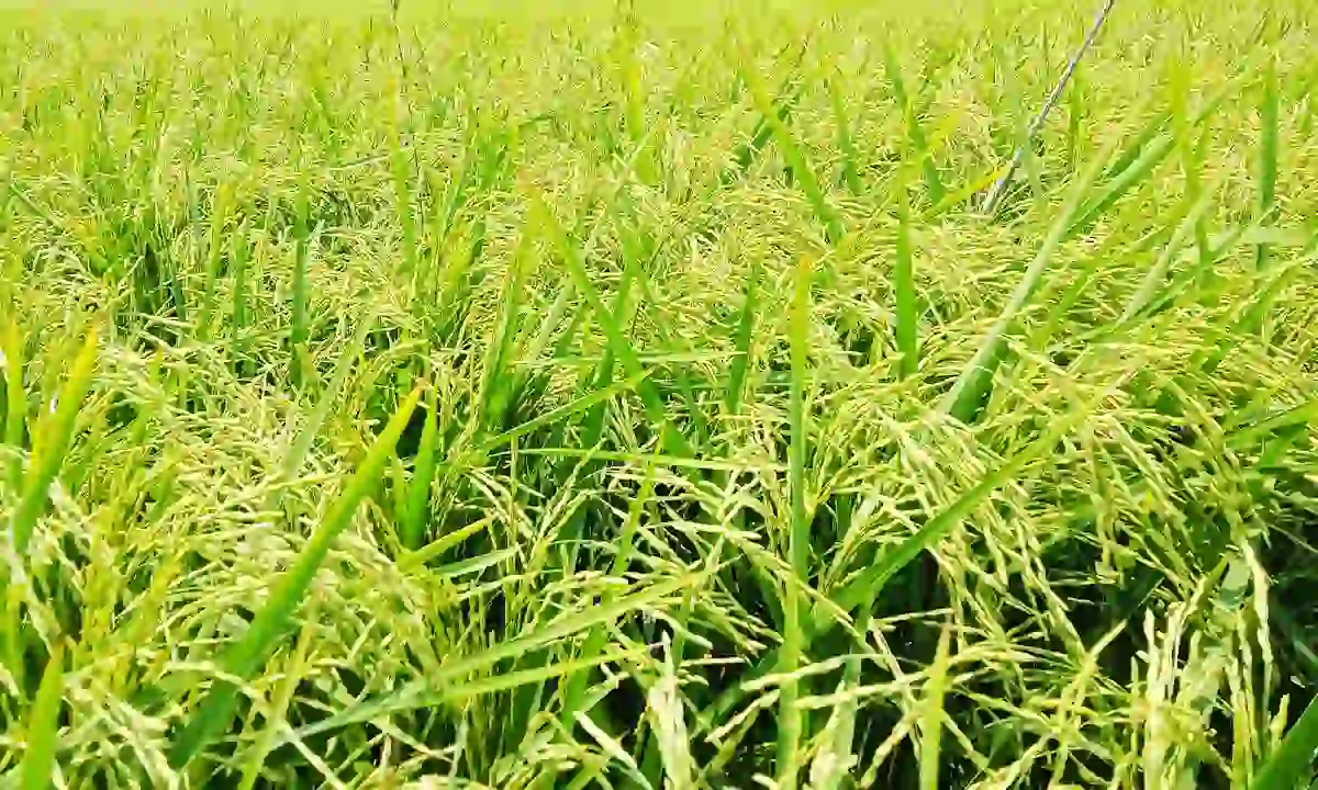 The farmer got 100 maunds of paddy without cultivating paddy, and the crop is growing
