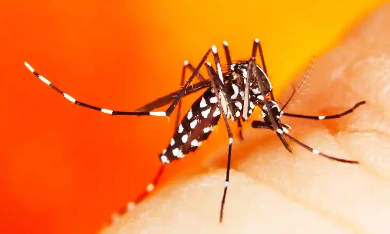 dengue - aedes mosquito