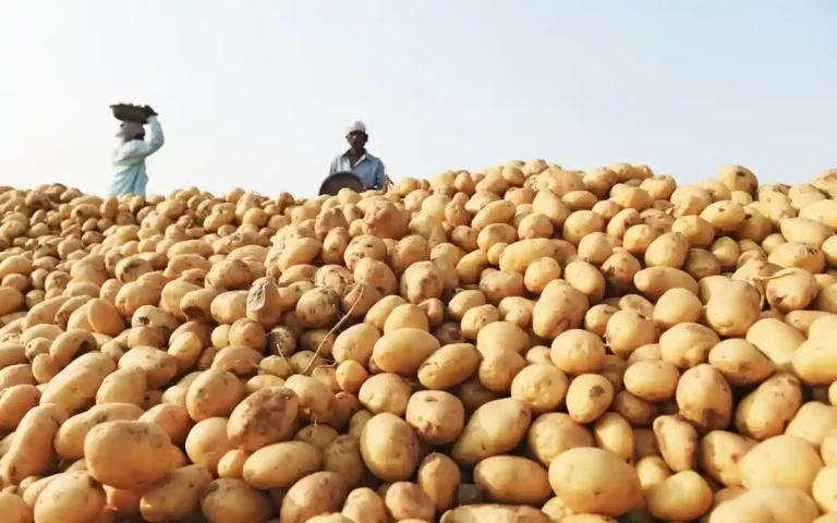 potato farming