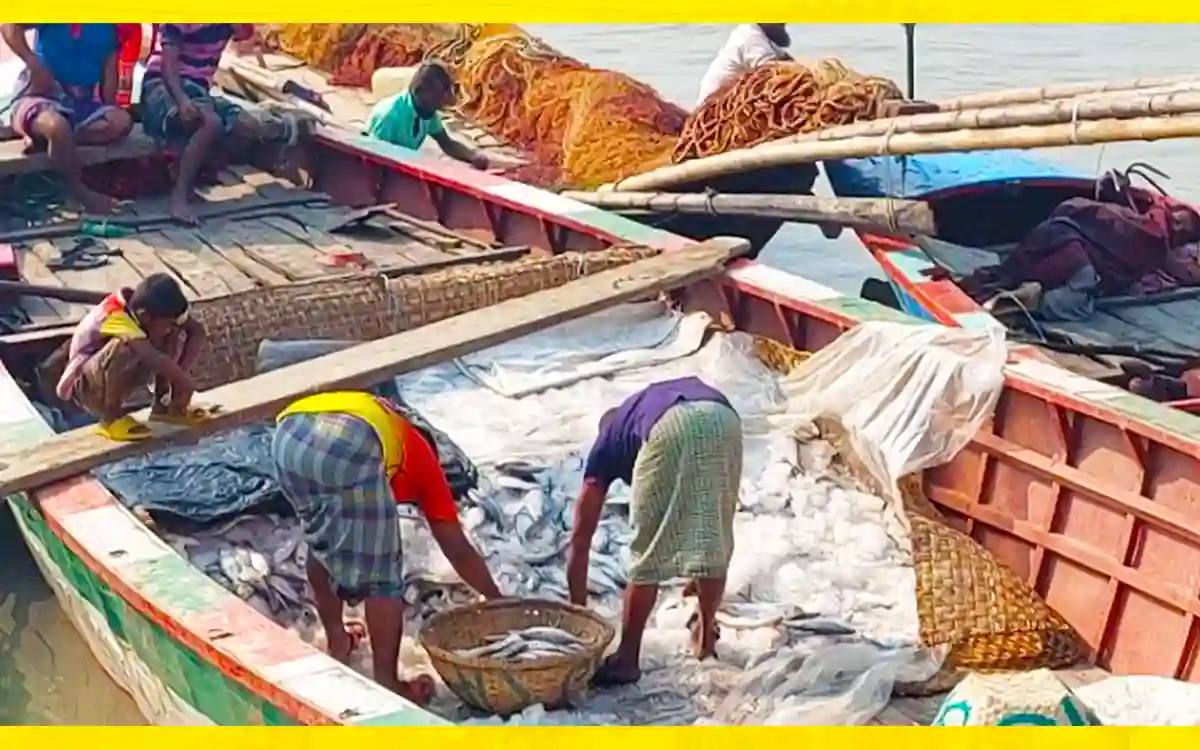 Hilsa is coming to Chandpur Fish Ghat, activity is back