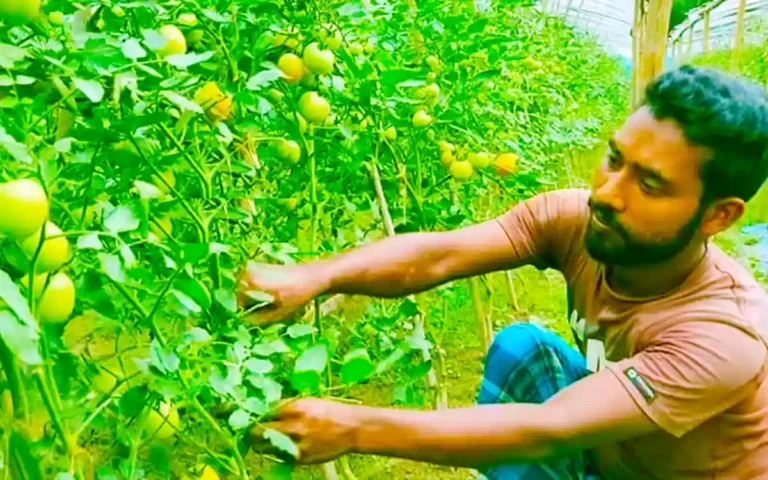 Modern tomato cultivation on hill slopes in Cumilla