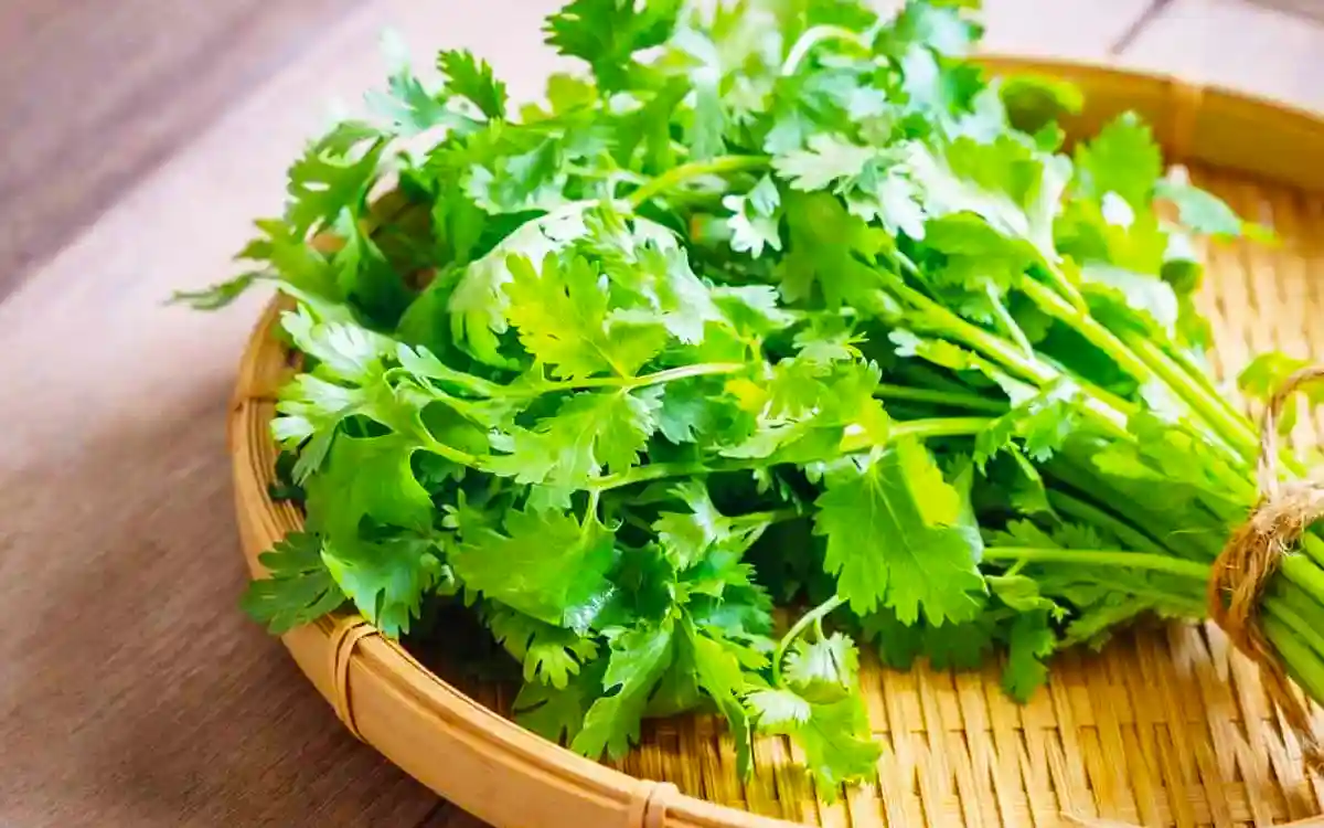 Coriander Plant