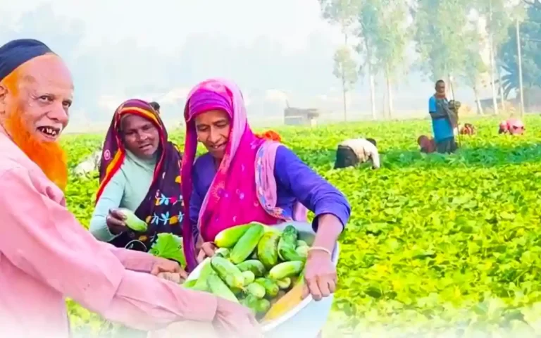 Cultivation of cucumber