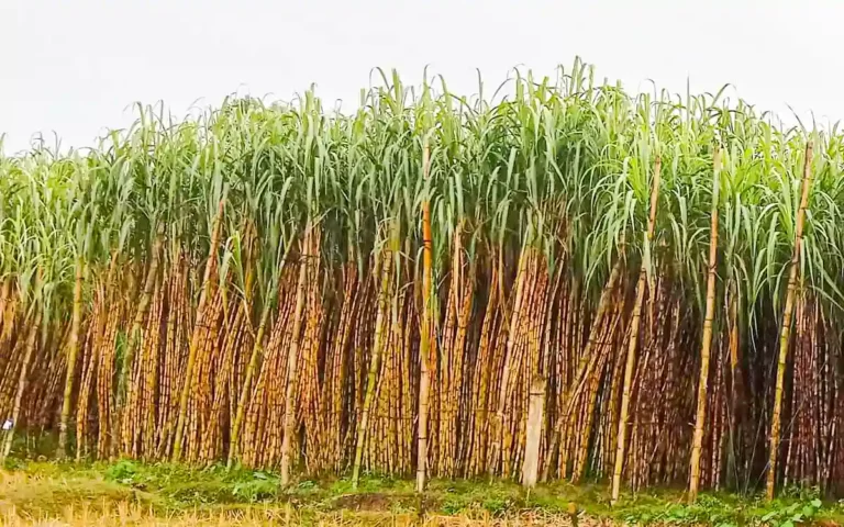 Sugarcane