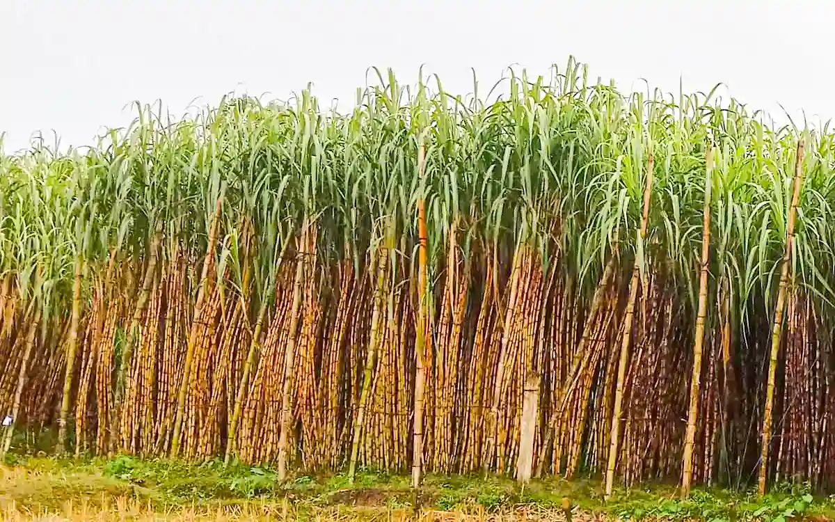 Sugarcane