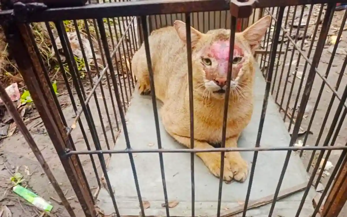 Hundreds of unknown animals eating poultry and pigeons were arrested in Cumilla