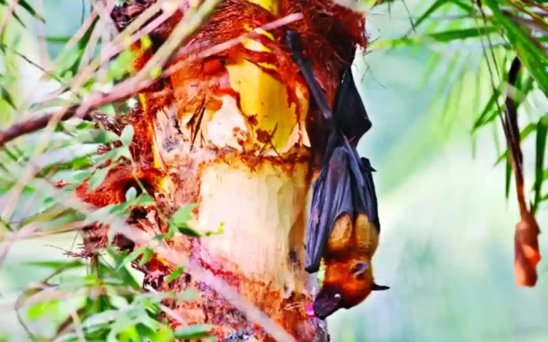bat taken Juice from Dates Tree