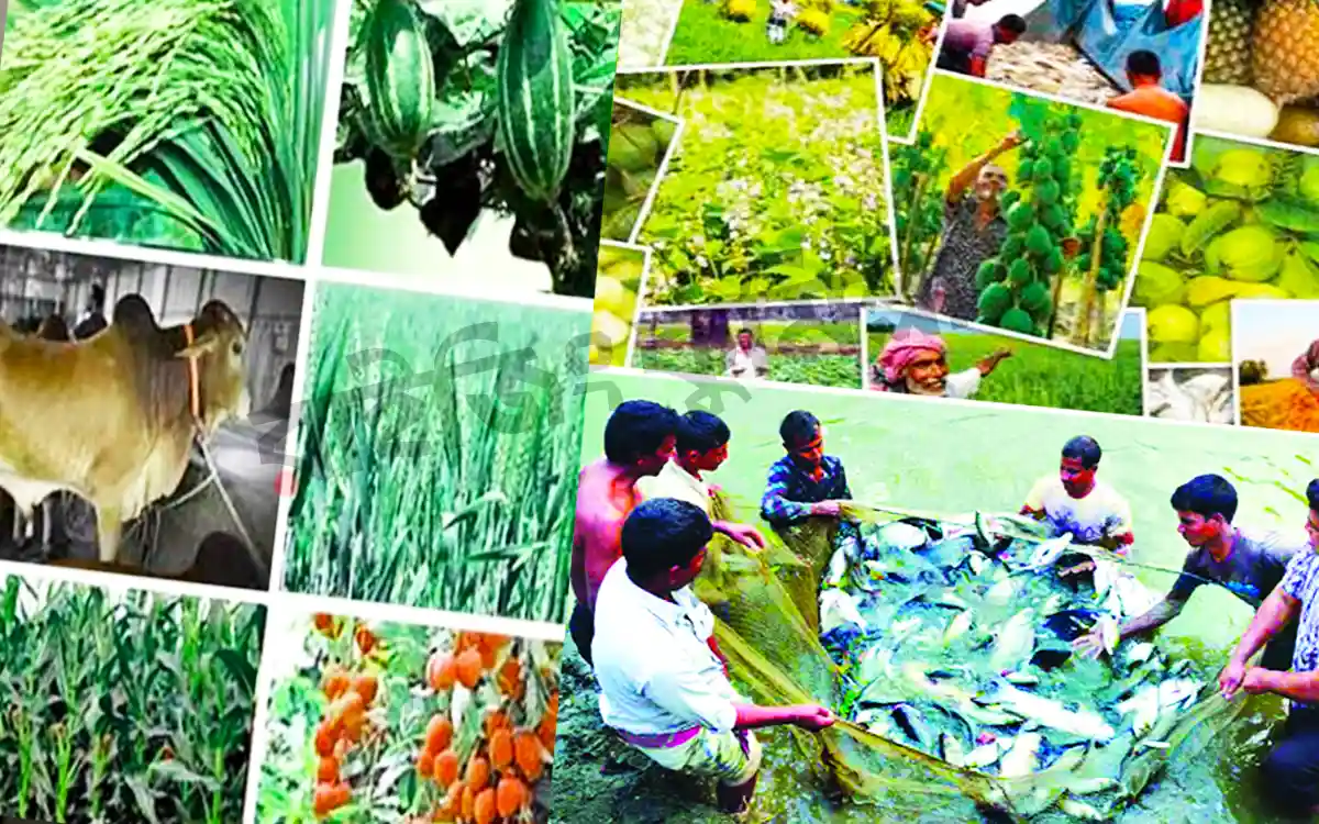 Agriculture sector of Bangladesh
