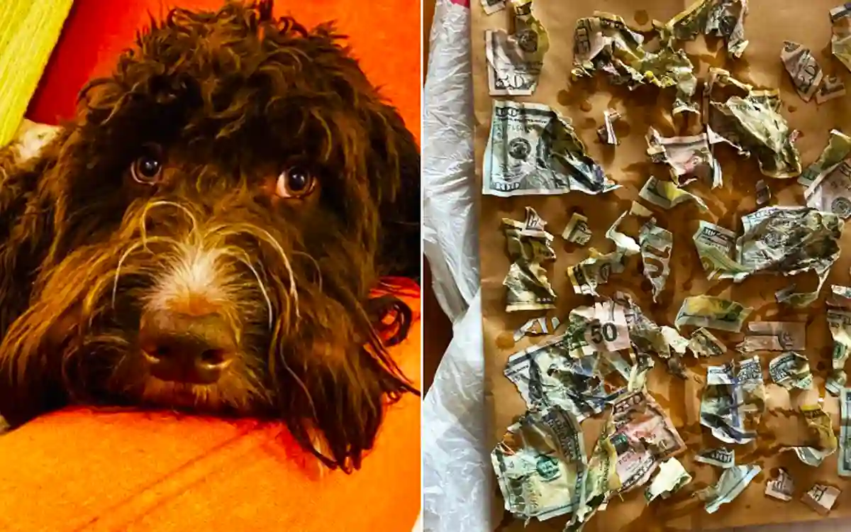 The pet dog chewed and ate four and a half lakh taka