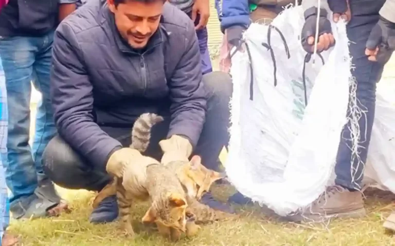 Two tigers were rescued from an abandoned septic tank in Sirajganj