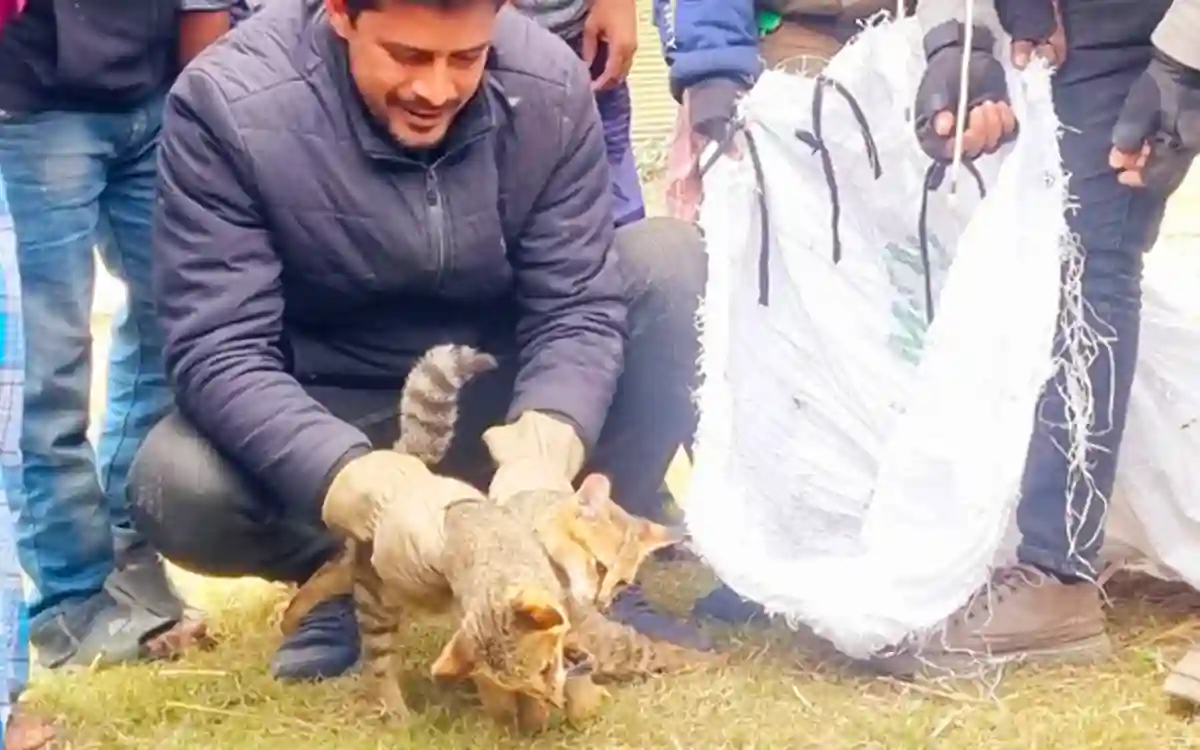 Two tigers were rescued from an abandoned septic tank in Sirajganj