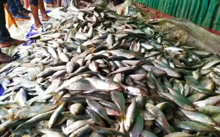 Ilish
