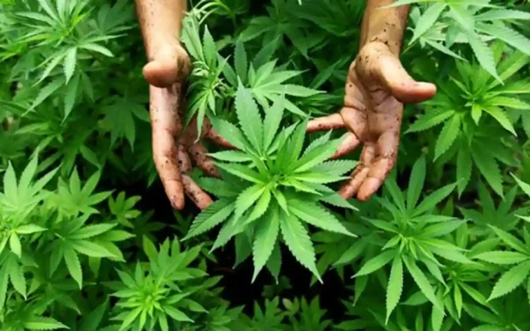 Cannabis Cultivation