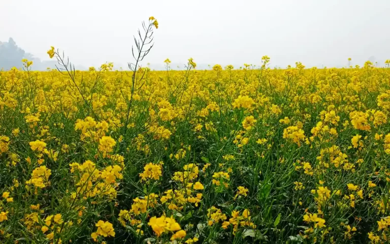 mustard plant