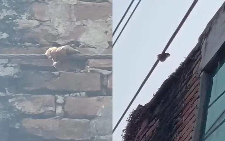 কুমিল্লায় অনিরাপদ বিদ্যুতের লাইনে স্পর্শ: শিশুর হাত কেটে গেল