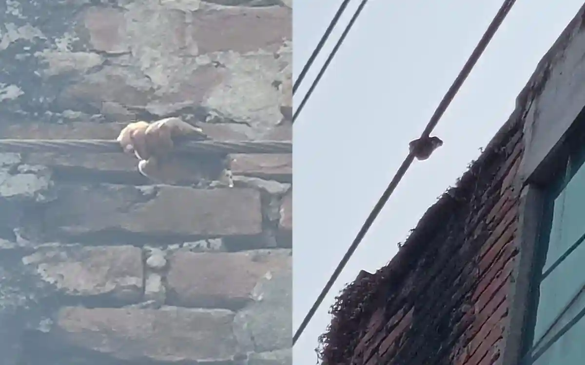 কুমিল্লায় অনিরাপদ বিদ্যুতের লাইনে স্পর্শ: শিশুর হাত কেটে গেল