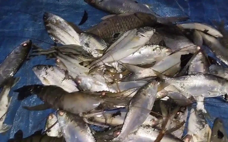 হাতিয়ার গুচ্ছ গ্রামের এক পুকুরে ধরা পড়ল ১০০ ইলিশ