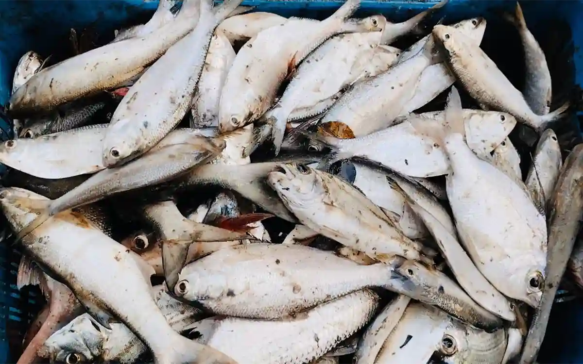 9 kg of hilsa was found in a pond in Noakhali