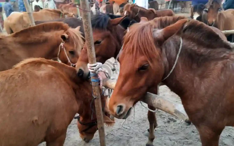 Horse