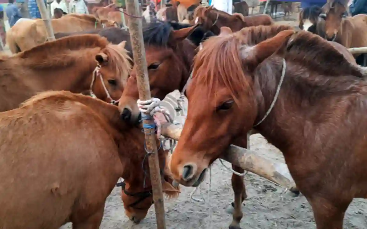 Horse