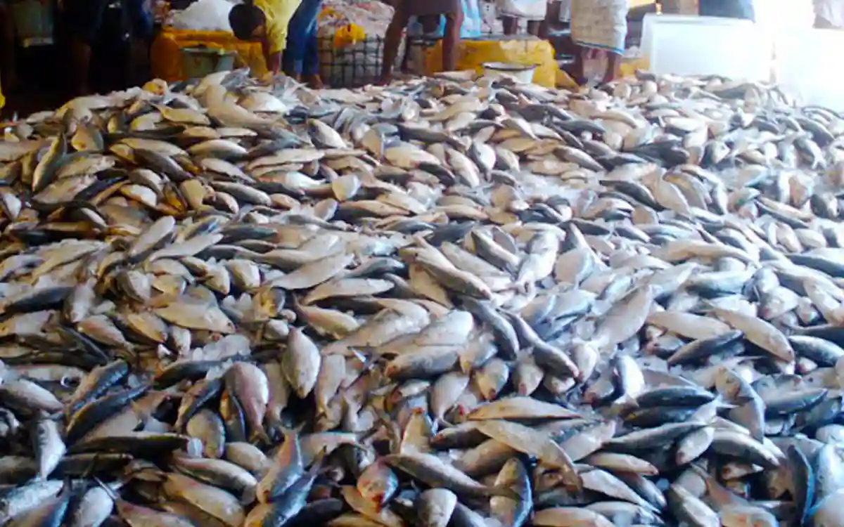 Jatka Ilish