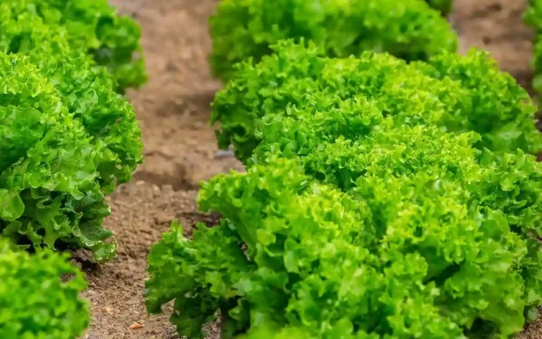 Lettuce cultivation