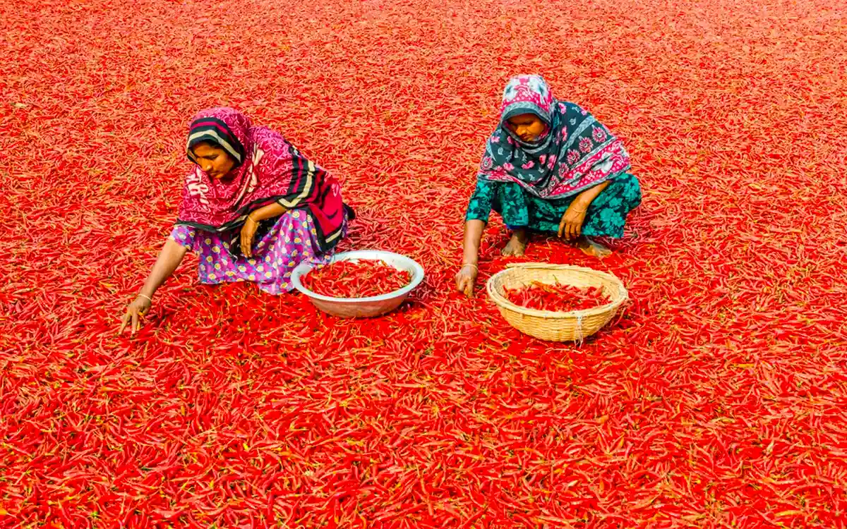 Red Chilli