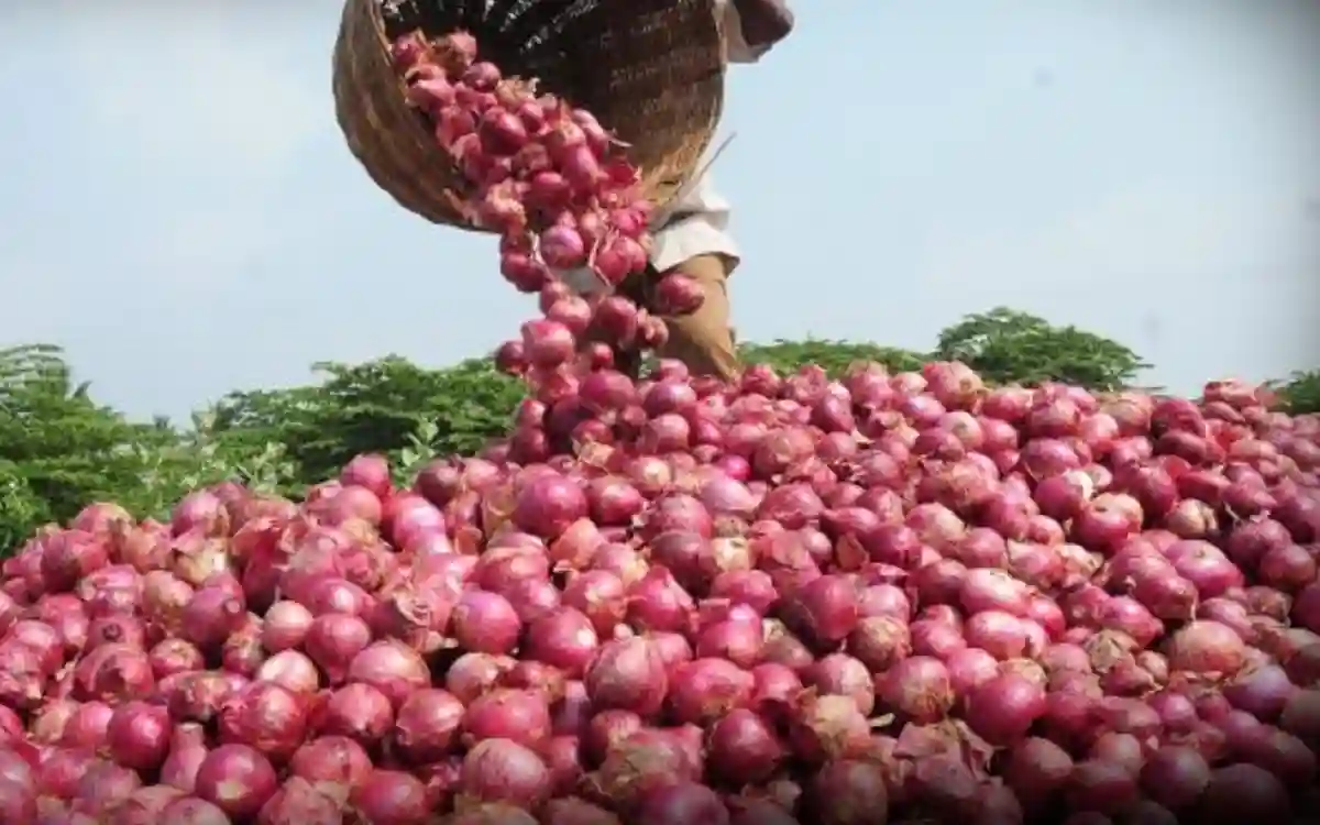 imported onion