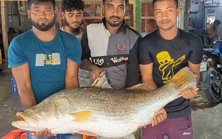 A 26 kg coral was caught in a fishing net in the Bay of Bengal