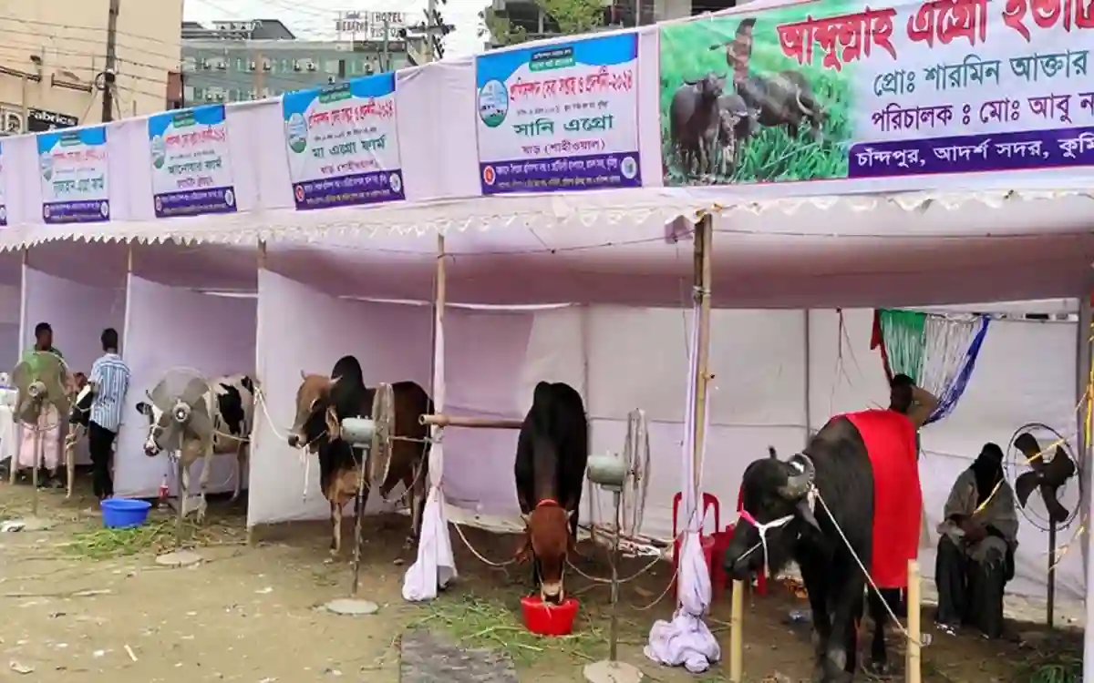 Cow-goat-chicken animal exhibition at town hall of Cumilla city, fascinated visitors