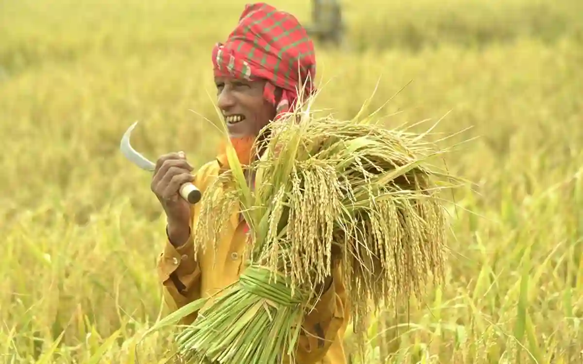 paddy cultivation in bangladesh