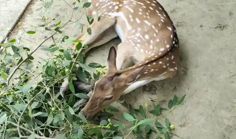 chital deer