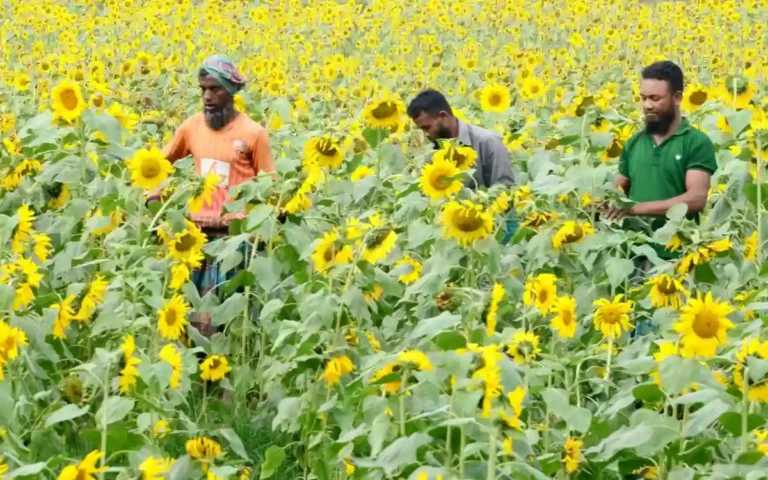 Sunflower cultivation