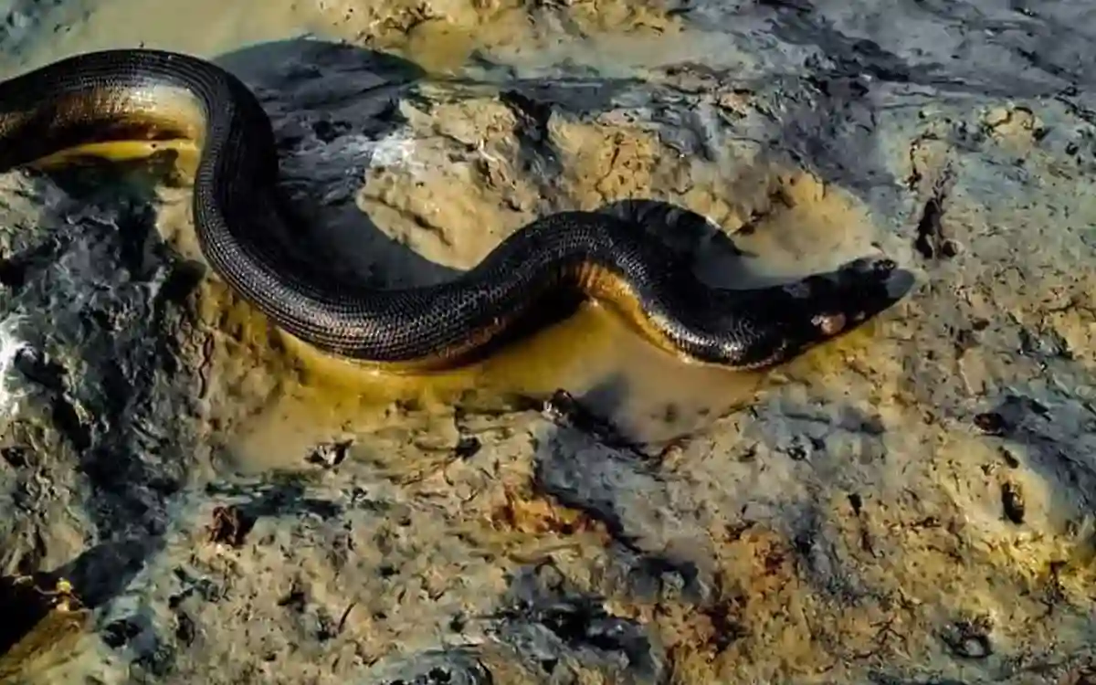 Yellow-bellied sea snake in Bangladesh