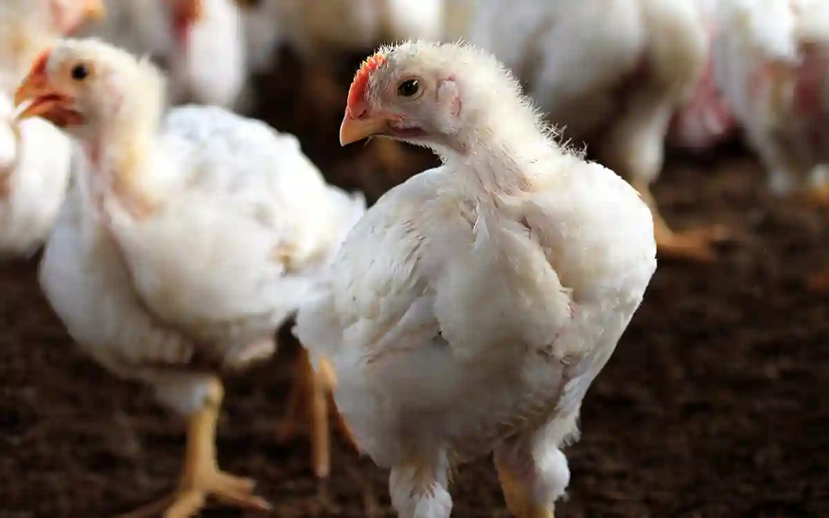 Broiler chicken