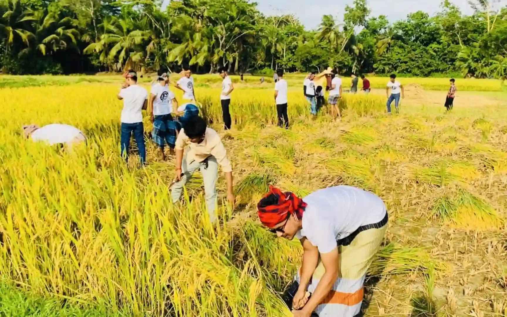 Chatra League cut the rice of the farmer and gave it to the house