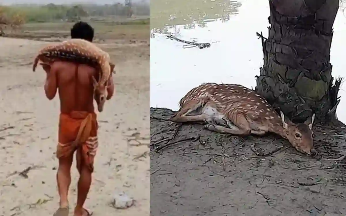 Cyclone 'Remale' Landabhand Sundarbans, 39 dead deer rescued