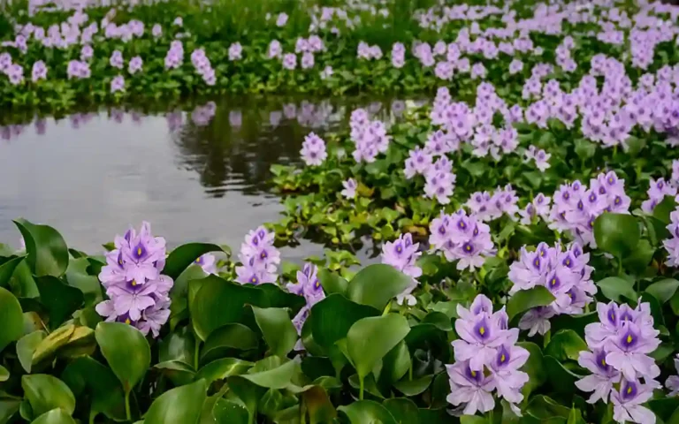 Water hyacinth