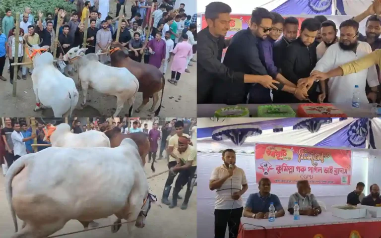 Cow 'ramp show' was held in Cumilla, cows were also sold